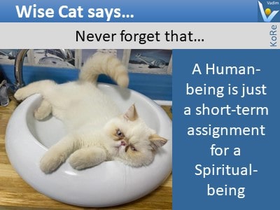 Wise Cat Says... humorous picture human being VadiK jokes